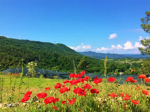 Campeggio Naturista Costalunga